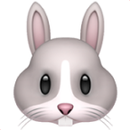bunny